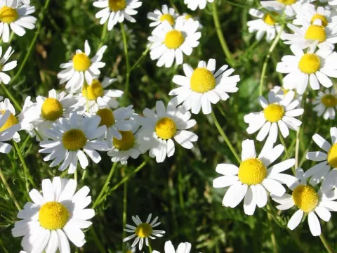 Matricaria recutita