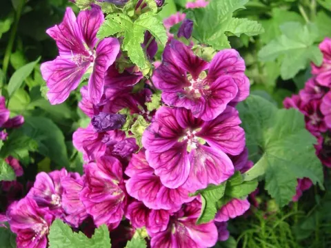 Malva sylvestris