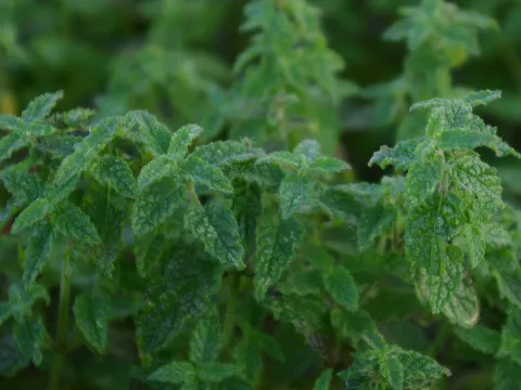 Mentha arvensis 'Strawberry'