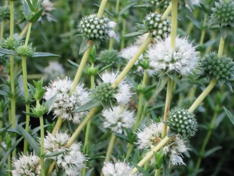 Mentha cervina