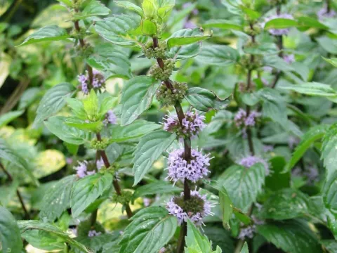 Mentha gentilis 'Variegata'