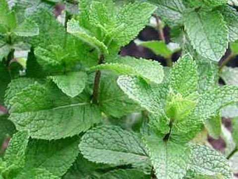 Mentha spicata 'Marrakech'