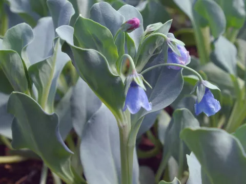 Mertensia maritima