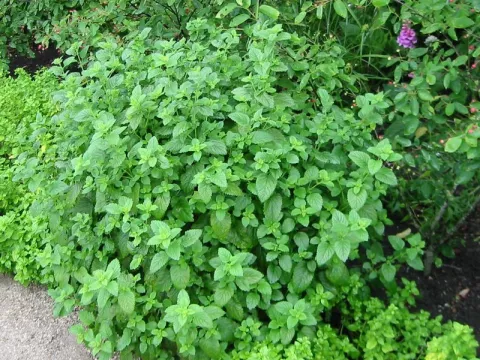 Melissa officinalis