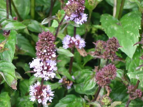 Mentha pip. f. citr. 'Chocolate'