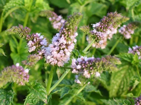 Mentha piperita