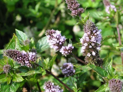Mentha pip. 'Nigra'