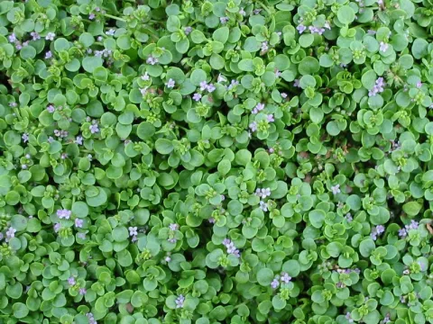 Mentha requinii