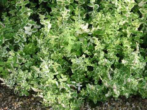Mentha rot. 'Variegata'