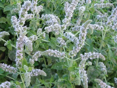 Mentha spic. 'English'