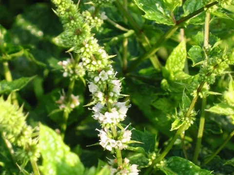 Mentha spic. 'Moroccan'
