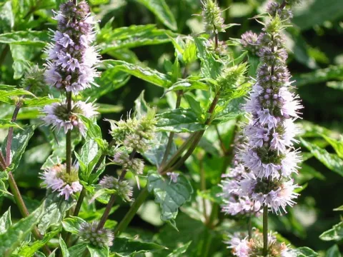 Mentha spicata