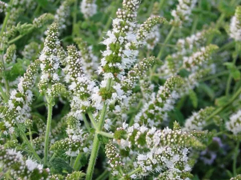 Mentha suaveolens