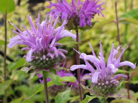Monarda fistulosa