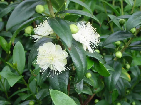 Myrtus communis