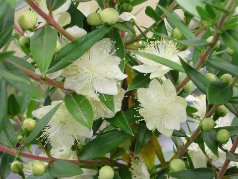Myrtus communis 'Tarentina'