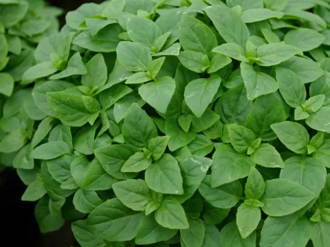 Ocimum bas. 'Bascuro'