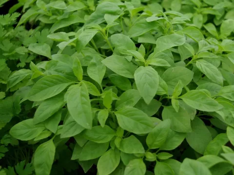 Ocimum bas. 'Citriodorum'