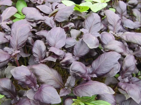 Ocimum bas. 'Dark Opal'