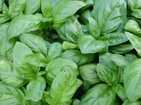 Ocimum bas. 'Genovese'