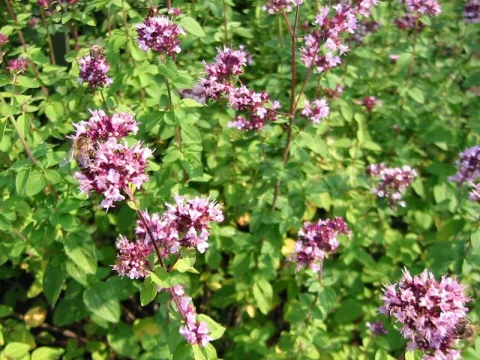 Origanum vulgare