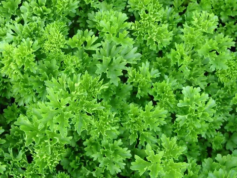 Petroselinum crispum