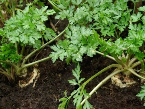 Petroselinum cr. var. tuberosum