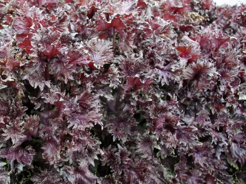 Perilla frut. 'Crispa'