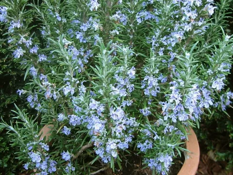Rosmarinus officinalis