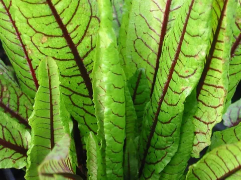 Rumex sanguineus
