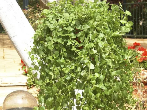 Satureja douglasii