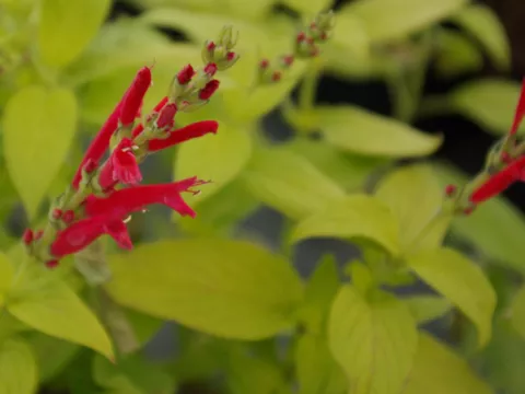 Salvia elegans 'Golden Delicious'