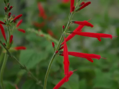 Salvia elegans 'Honey Melon'
