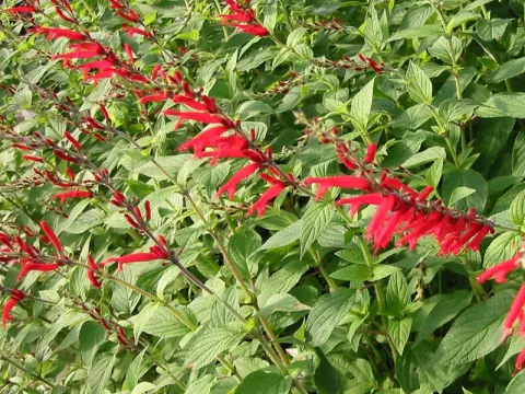 Salvia elegans 'Scarlet Pineapple'