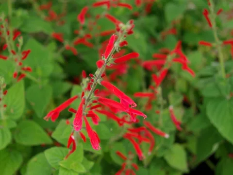 Salvia elegans 'Scarlet Tangerine'