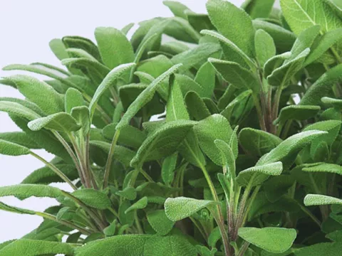 Salvia offic. 'Growers'Friend'