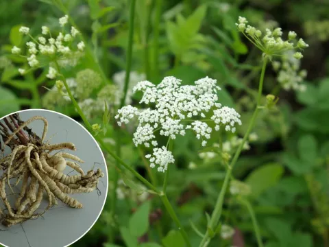 Sium sissarum