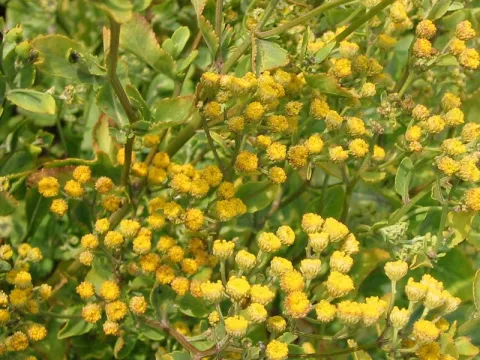 Tanacetum balsamita