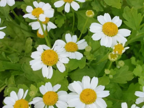 Tanacetum parthenium 'Aureum'
