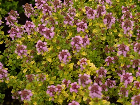 Thymus citr. 'Archer's Gold'
