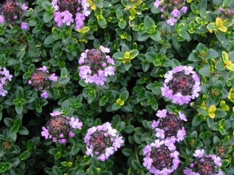 Thymus citr. 'Doone Valley'