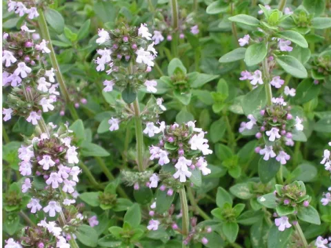 Thymus citr. 'Lemon'