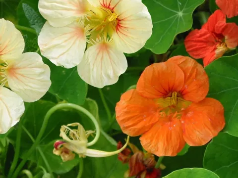 Tropaeolum majus