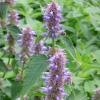 Agastache rugosa