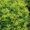 Alchemilla mollis
