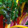 Beta vulgaris 'Bright Lights'