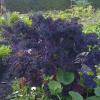 Brassica ol. var. laciniata 'Roter Grunkohl'