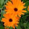 Calendula officinalis