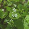 Claytonia perfoliata
