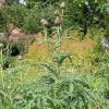 Cynara cardunculus